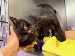 Shelter Stray Male Cat last seen Apt 2B,2455 Grand Avenue, BRONX, NY, 10468, 326 E 110th St, New York, NY 10029, USA