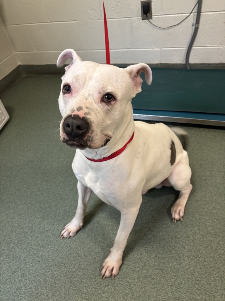 Shelter Stray Male Dog last seen Falconway Lane, North Chesterfield, VA, 23237, 9300 Public Works Rd, Chesterfield, VA 23832, USA