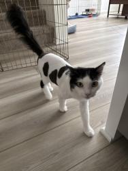 Lost Female Cat last seen Mill Creek Ave & Riverside Dr., Ontario, CA 91761
