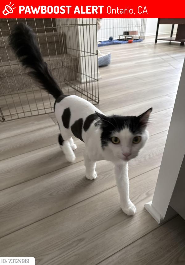 Lost Female Cat last seen Mill Creek Ave & Riverside Dr., Ontario, CA 91761