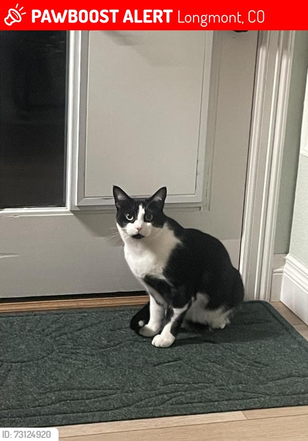 Lost Male Cat last seen County road 5.5 and 119, Longmont, CO 80504