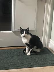 Lost Male Cat last seen County road 5.5 and 119, Longmont, CO 80504