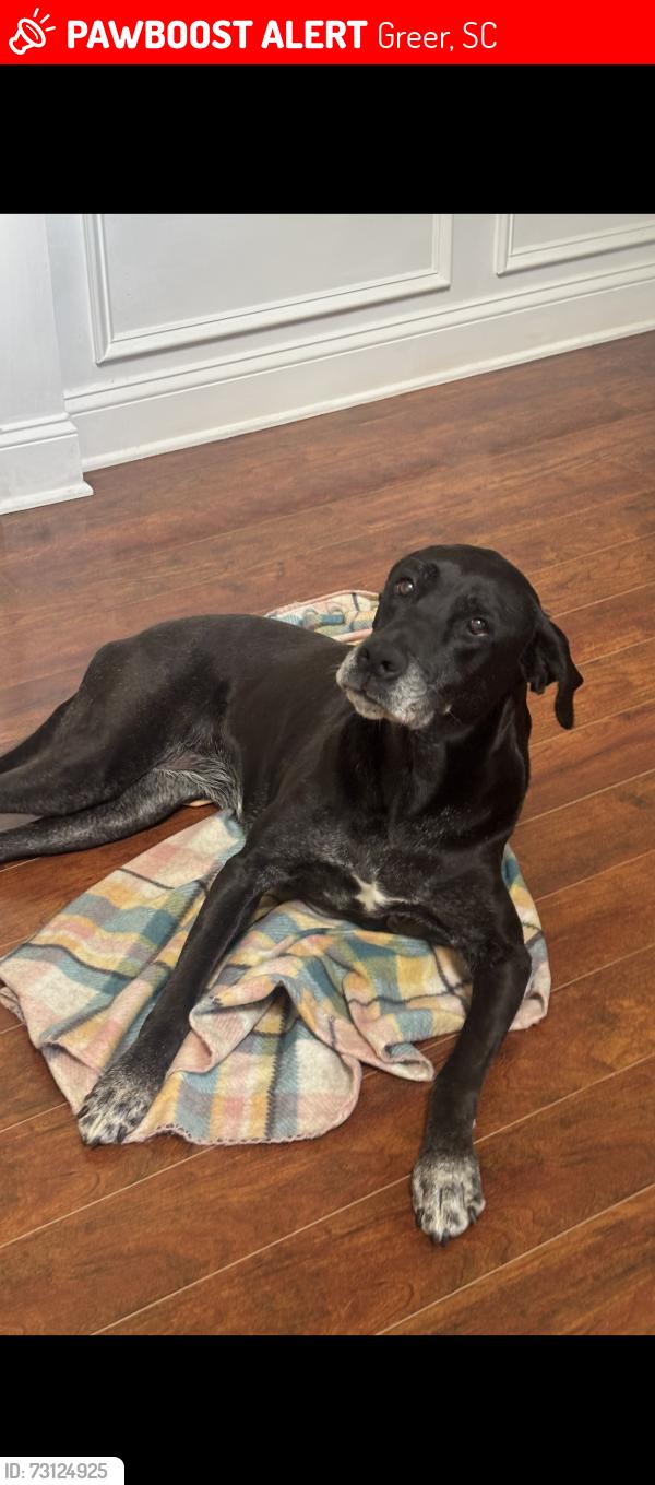 Lost Female Dog last seen Suber road, Hammett Bridge rd, Riverside High School area, Greer, SC 29650