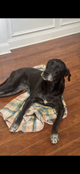 Lost Female Dog last seen Suber road, Hammett Bridge rd, Riverside High School area, Greer, SC 29650