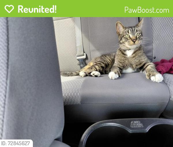Reunited Male Cat last seen Higland hills dr y lovingood dr, Dallas, TX 75241