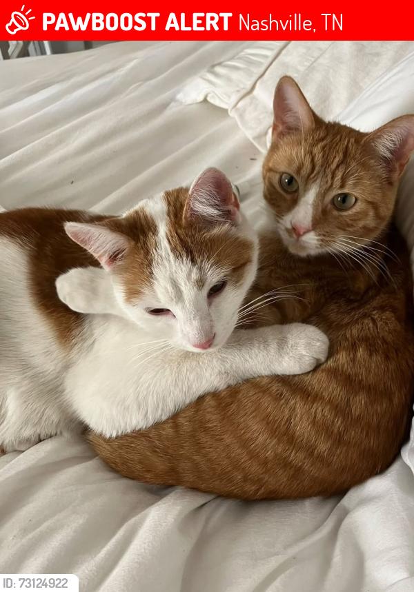 Lost Male Cat last seen Linden and 15th Avenue, 12 South neighborhood, Nashville, TN 37212