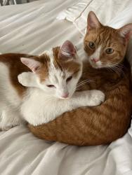 Lost Male Cat last seen Linden and 15th Avenue, 12 South neighborhood, Nashville, TN 37212