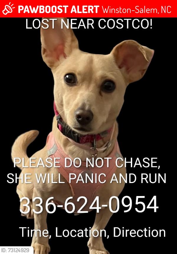 Lost Female Dog last seen Hanes mall blvd near Costco gas, Winston-Salem, NC 27103