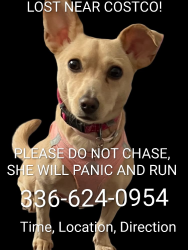 Lost Female Dog last seen Hanes mall blvd near Costco gas, Winston-Salem, NC 27103