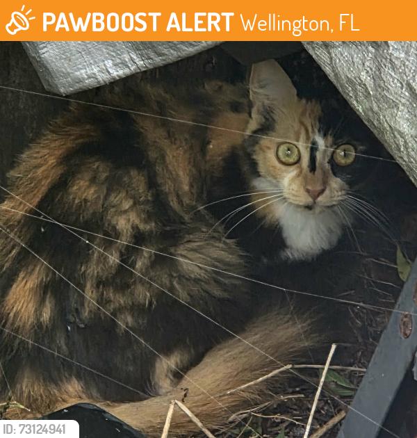 Found/Stray Female Cat last seen Sugar Pine Trail, Wellington Fl, Wellington, FL 33414