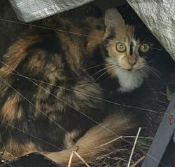 Found/Stray Female Cat last seen Sugar Pine Trail, Wellington Fl, Wellington, FL 33414