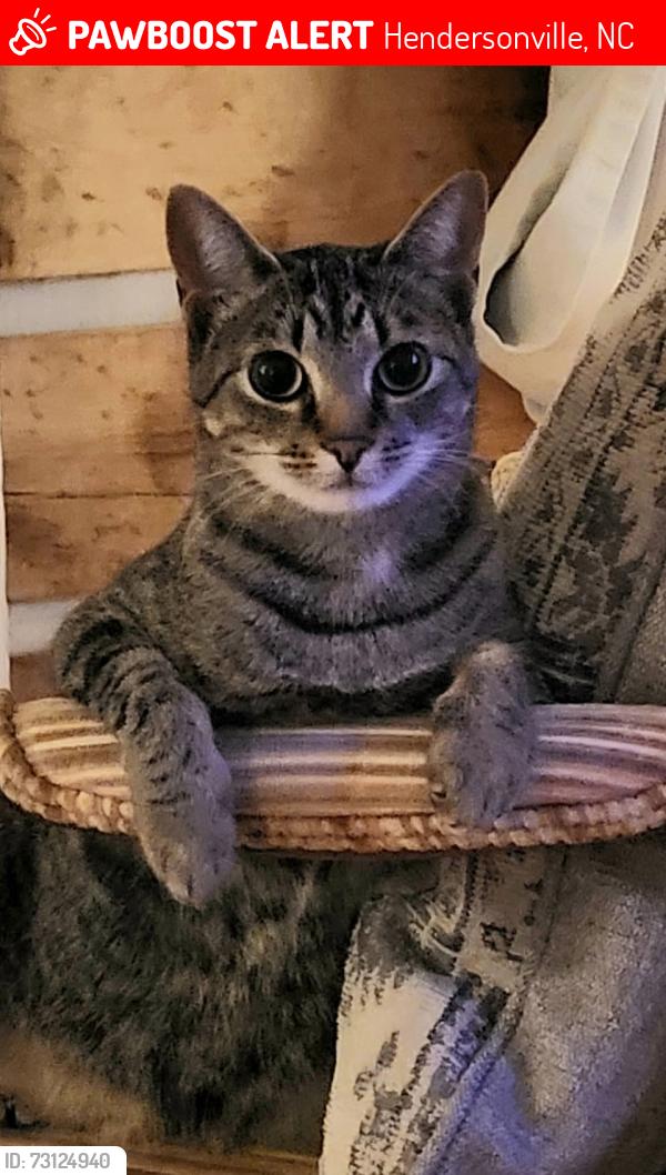 Lost Female Cat last seen Dana Rd / Hoots Drive, Hendersonville, NC 28792
