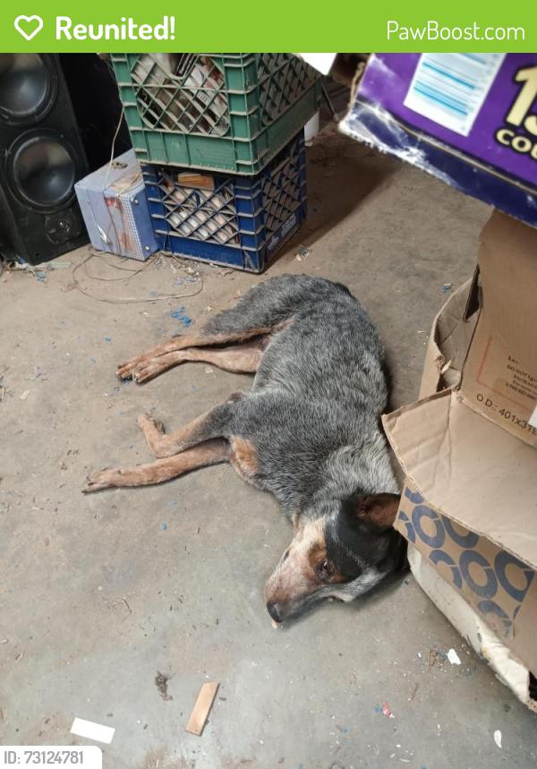 Reunited Male Dog last seen San Pablo and Olive Fresno, Fresno, CA 93728