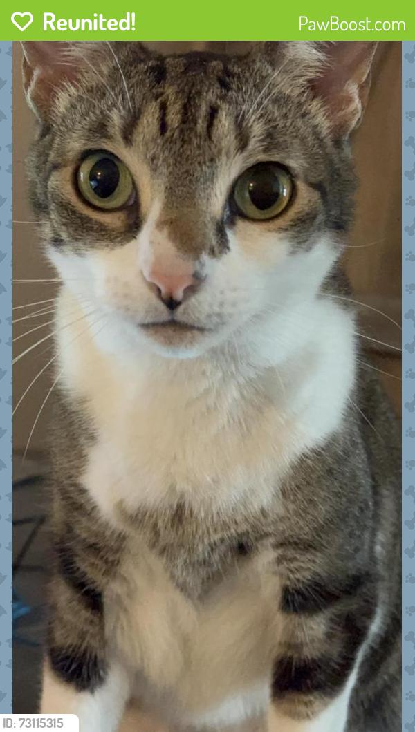 Reunited Female Cat last seen Gloria Ave and Old Us1, Mims, FL 32754