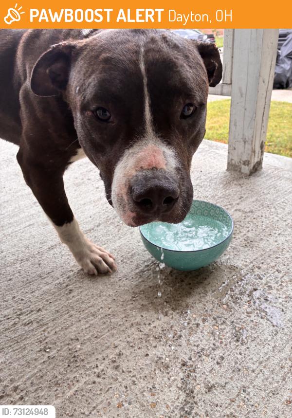 Found/Stray Unknown Dog last seen Roaming hunter ave, Dayton, OH 45404
