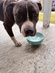 Found/Stray Unknown Dog last seen Roaming hunter ave, Dayton, OH 45404