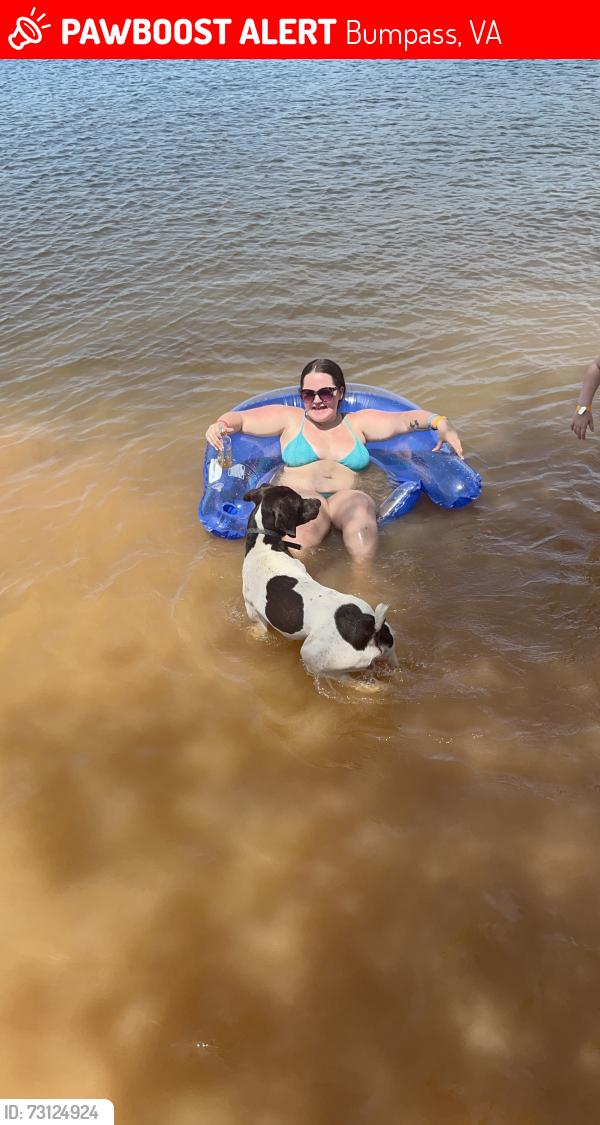 Lost Male Dog last seen Kentucky springs road , Bumpass, VA 23024