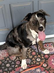 Found/Stray Female Dog last seen Portland and St Clair, Oklahoma City, OK 73112