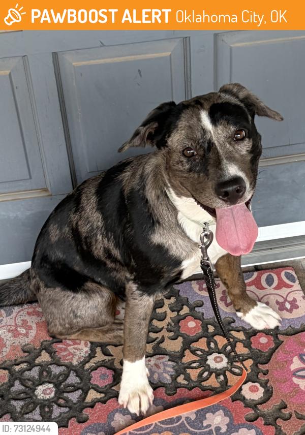 Found/Stray Female Dog last seen Portland and St Clair, Oklahoma City, OK 73112