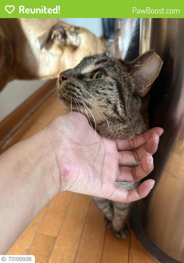 Reunited Male Cat last seen On Ferdinand Ave between Harvard and Fillmore, Forest Park, IL 60130