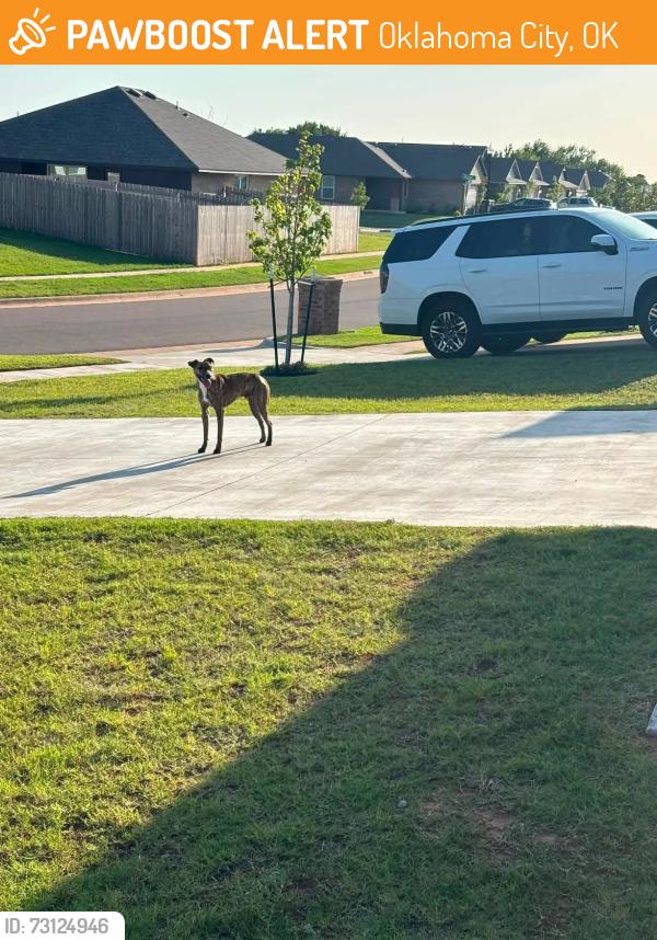 Found/Stray Male Dog last seen 199th & Forsythe, Oklahoma City, OK 73012