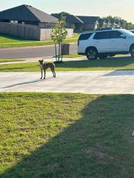 Found/Stray Male Dog last seen 199th & Forsythe, Oklahoma City, OK 73012