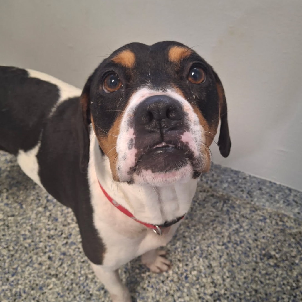 Shelter Stray Male Dog last seen , 328 Furman Hall Rd, Greenville, SC 29609, USA