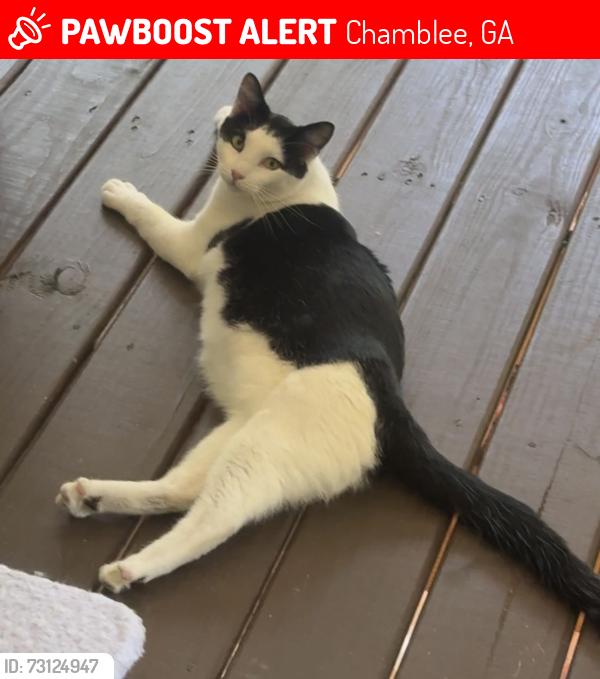 Lost Male Cat last seen Near 4th street, Chamblee, GA 30341
