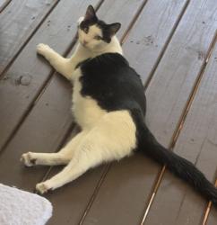 Lost Male Cat last seen Near 4th street, Chamblee, GA 30341