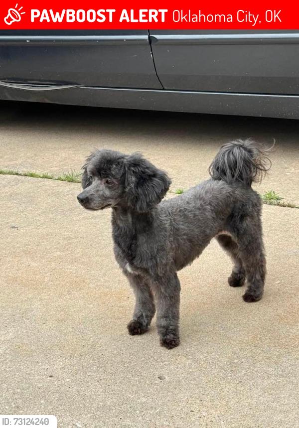 Lost Female Dog last seen Parkview Area Okc, Oklahoma City, OK 73102