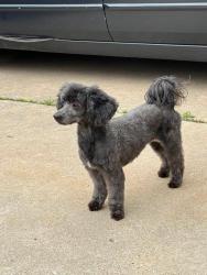 Lost Female Dog last seen Parkview Area Okc, Oklahoma City, OK 73102