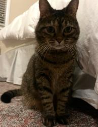 Lost Female Cat last seen Right off of U street, Washington, DC 20009