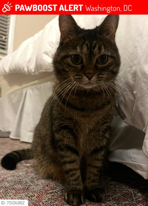 Lost Female Cat last seen Right off of U street, Washington, DC 20009