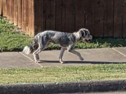 Found/Stray Unknown Dog last seen Near epic, Grand Prairie, TX 75052