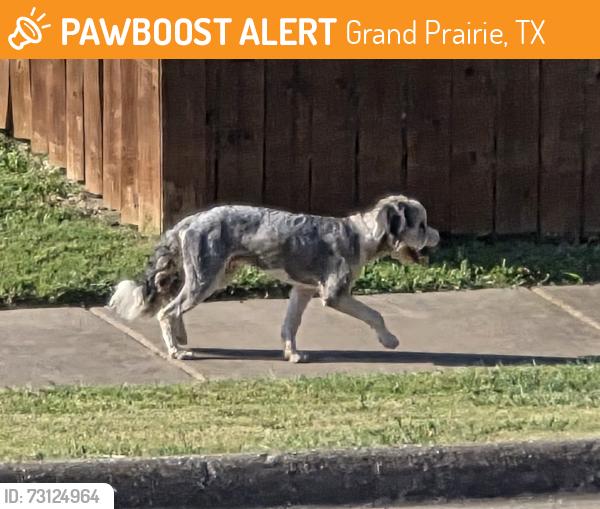 Found/Stray Unknown Dog last seen Near epic, Grand Prairie, TX 75052