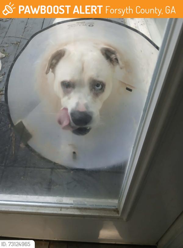 Found/Stray Male Dog last seen RaceTrac, Forsyth County, GA 30040