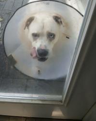 Found/Stray Male Dog last seen RaceTrac, Forsyth County, GA 30040