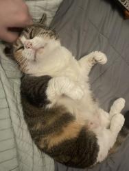 Reunited Female Cat last seen Glenside Dr & Walford Ave, Richmond, VA 23226