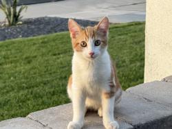 Lost Male Cat last seen Hardy and Guadeloupe, Tempe, AZ 85283