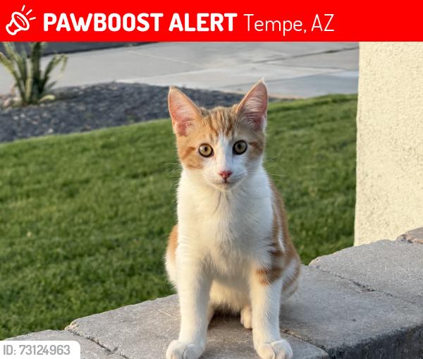 Lost Male Cat last seen Hardy and Guadeloupe, Tempe, AZ 85283