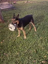 Lost Male Dog last seen TH Johnson, Taylor, TX 76574