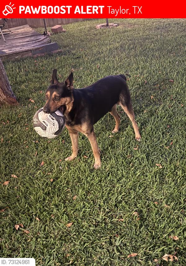 Lost Male Dog last seen TH Johnson, Taylor, TX 76574