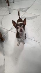 Reunited Male Dog last seen Red Road and west 16th st Hialeah, Hialeah, FL 33010