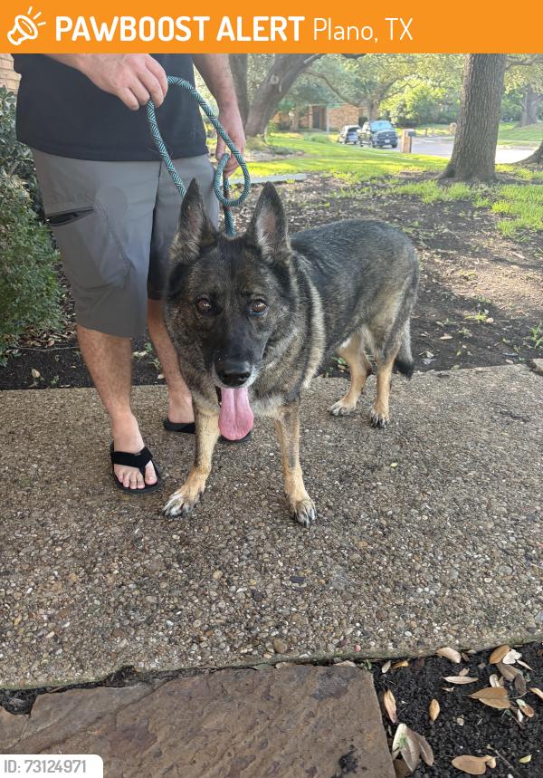 Found/Stray Male Dog last seen Near Evergreen dr plano 75975, Plano, TX 75075