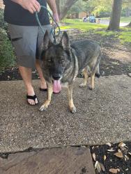 Found/Stray Male Dog last seen Near Evergreen dr plano 75975, Plano, TX 75075