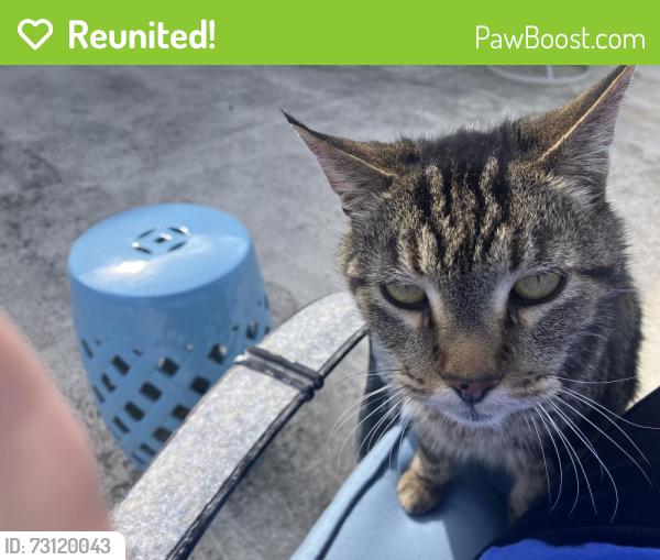 Reunited Male Cat last seen Eolus, Encinitas, CA 92024