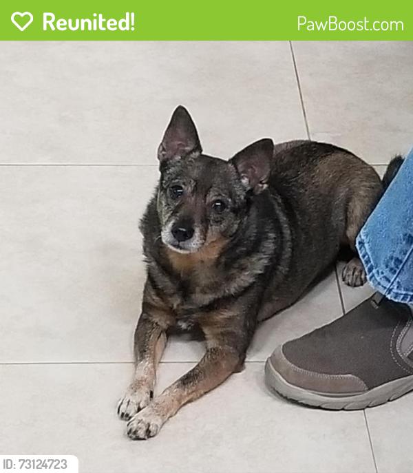 Reunited Male Dog last seen Crescent Rd, Crescent Court, Gandy, Navarre, FL 32566