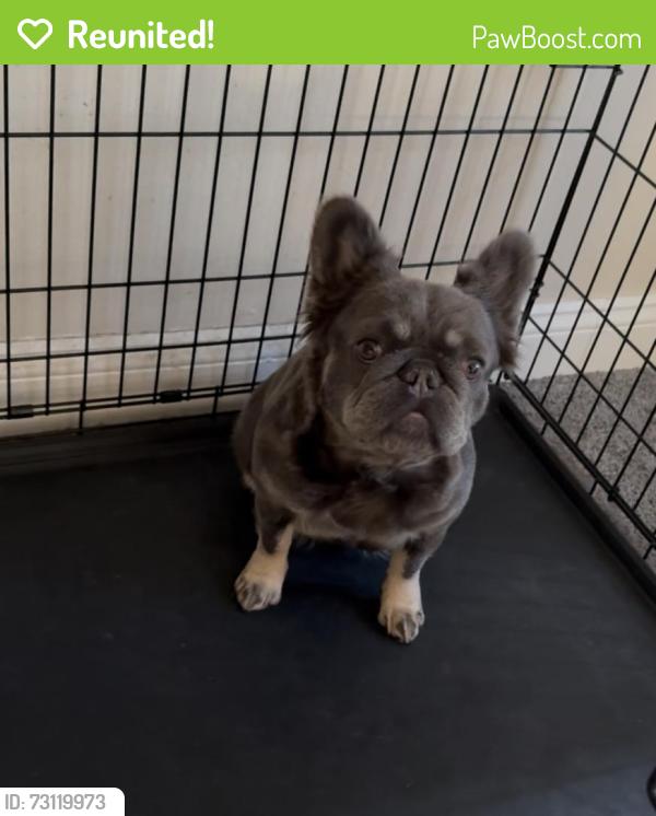 Reunited Female Dog last seen Pickle Rd the cemetery, Oregon, OH 43616