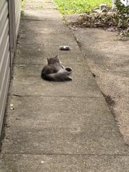 Found/Stray Female Cat last seen Liberty Ave, Hamilton, OH 45013