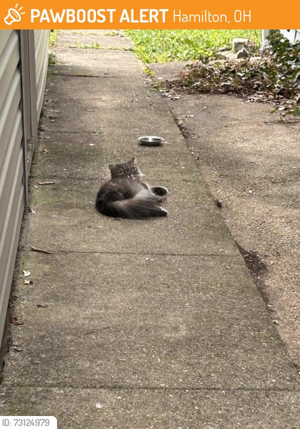 Found/Stray Female Cat last seen Liberty Ave, Hamilton, OH 45013